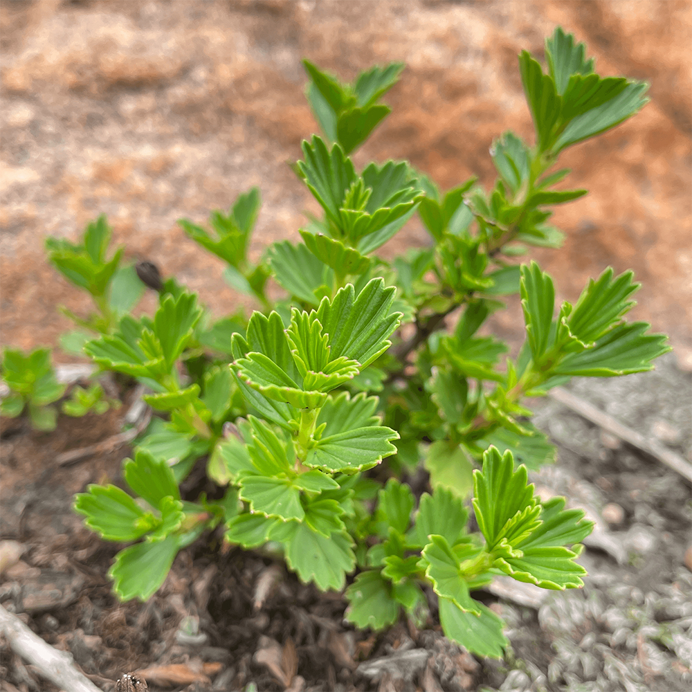 Myrothamnus Flabellifolius - Seedling Resurrection Bush